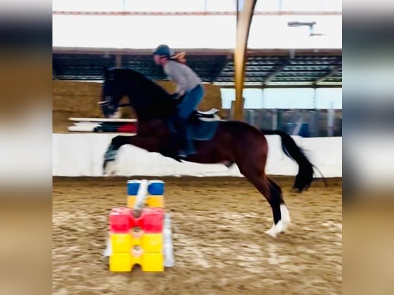 Polski koń sportowy Wałach 12 lat 172 cm Gniada in Alsdorf