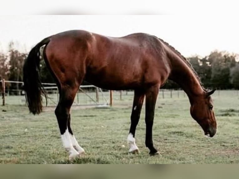 Polski koń sportowy Wałach 12 lat 172 cm Gniada in Alsdorf
