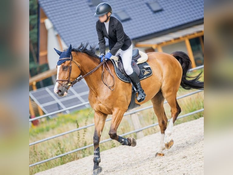Polski koń sportowy Wałach 12 lat 180 cm Gniada in Biskupice Oławskie