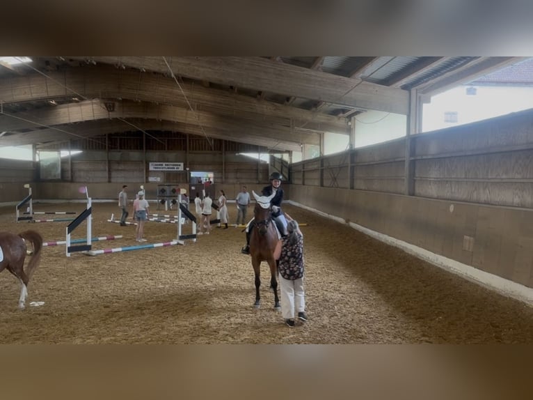Polski koń sportowy Wałach 13 lat 156 cm Gniada in Ansbach