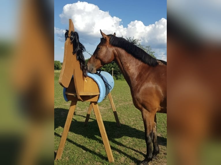 Polski koń sportowy Wałach 13 lat 156 cm Gniada in Ansbach