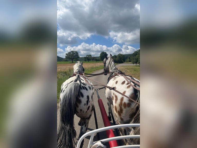 Polski koń sportowy Wałach 13 lat 160 cm Tarantowata in Pfedelbach