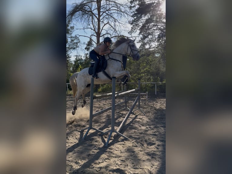 Polski koń sportowy Wałach 13 lat 165 cm Siwa in Hohenbocka