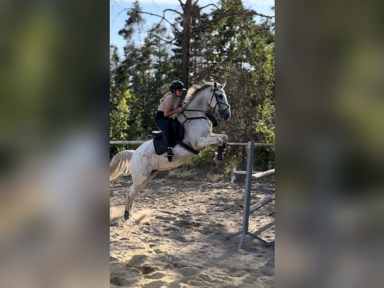 Polski koń sportowy Wałach 13 lat 165 cm Siwa in Hohenbocka