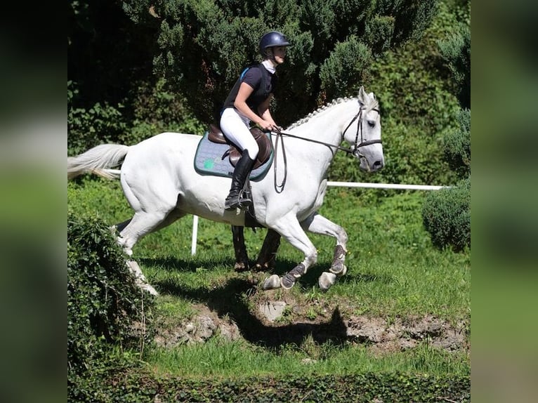 Polski koń sportowy Wałach 14 lat 168 cm Siwa jabłkowita in Sieghartskirchen