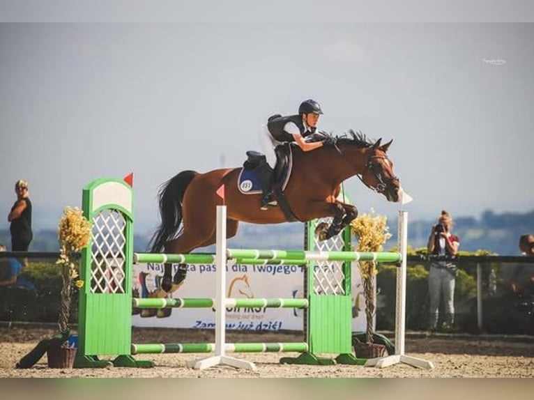 Polski koń sportowy Wałach 16 lat 164 cm Gniada in Kraków