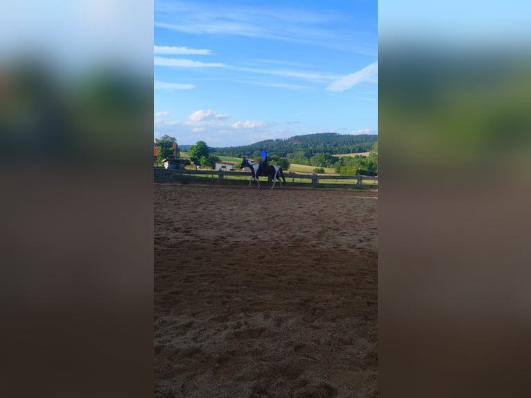 Polski koń sportowy Wałach 16 lat 164 cm Srokata in Kalbach