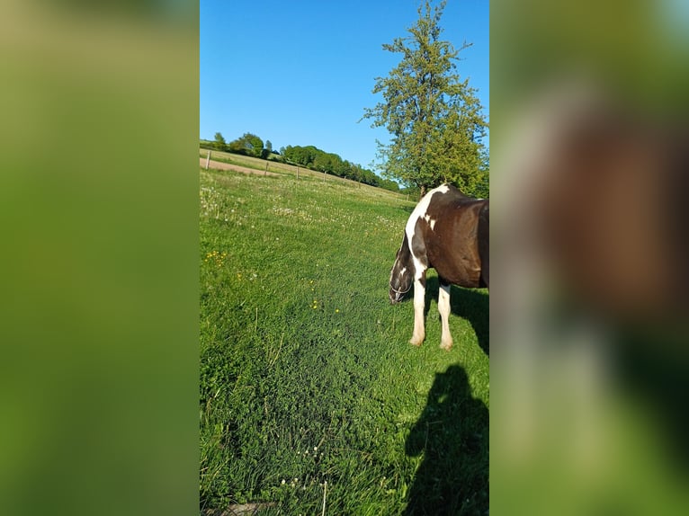 Polski koń sportowy Wałach 16 lat 164 cm Srokata in Kalbach