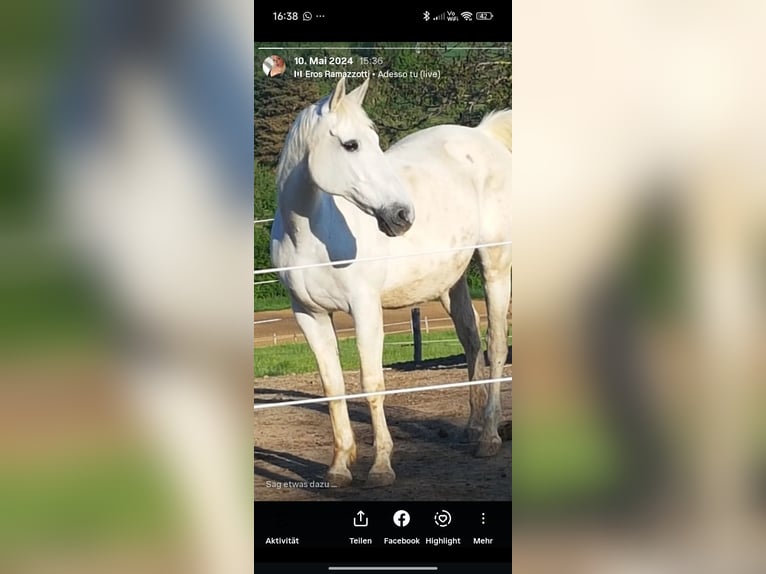 Polski koń sportowy Wałach 20 lat 164 cm Siwa in Wimsheim