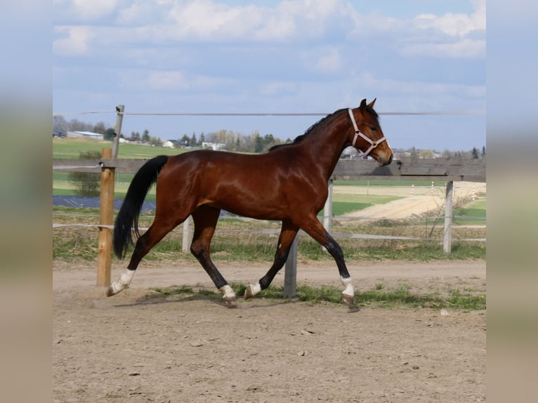 Polski koń sportowy Wałach 2 lat 165 cm Gniada in Koluszki
