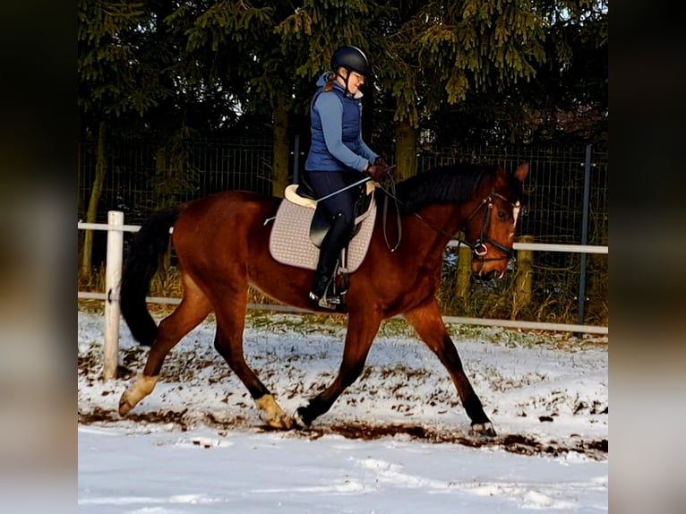 Polski koń sportowy Wałach 4 lat 160 cm Gniada in Forst