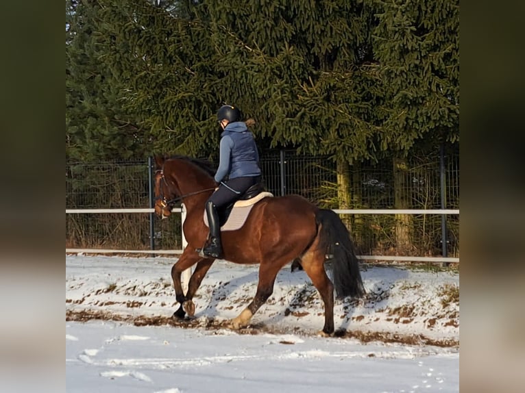 Polski koń sportowy Wałach 4 lat 160 cm Gniada in Forst