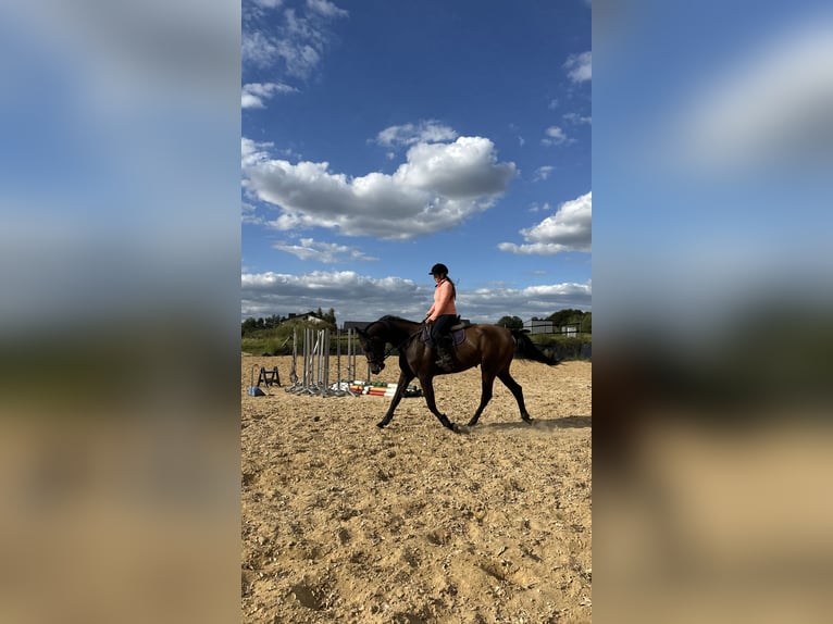 Polski koń sportowy Wałach 4 lat 167 cm Gniada in Kęty