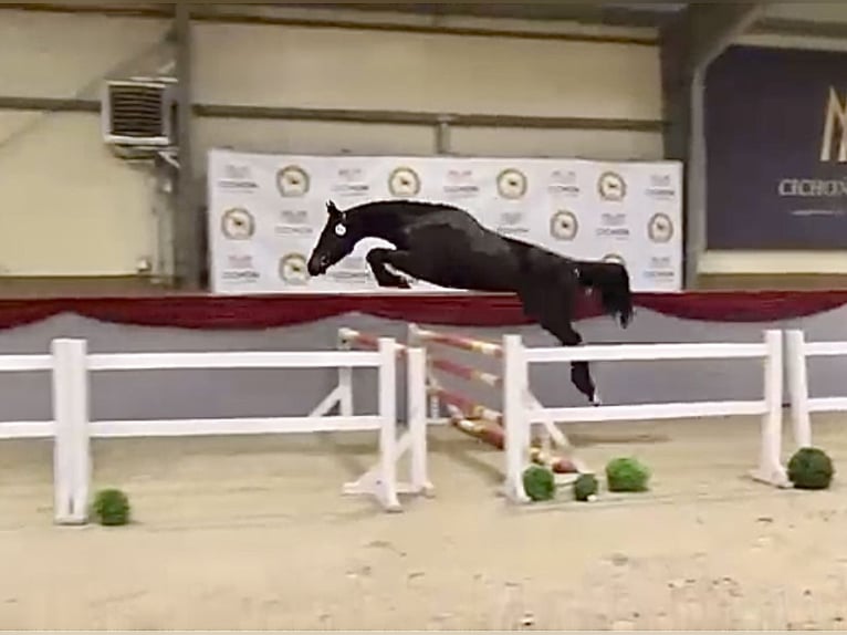 Polski koń sportowy Wałach 4 lat 167 cm Gniada in Kęty