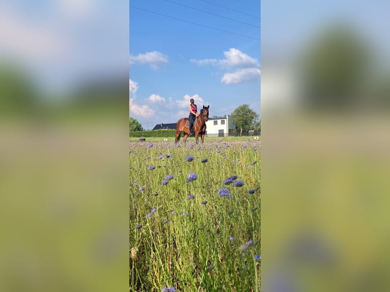 Polski koń sportowy Wałach 4 lat 172 cm Ciemnogniada in Racibórz
