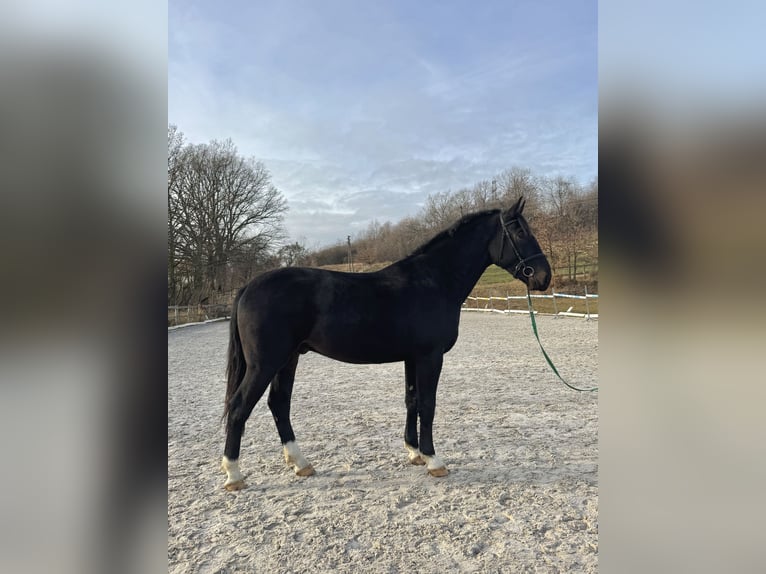 Polski koń sportowy Wałach 4 lat 172 cm Skarogniada in Wałbrzych