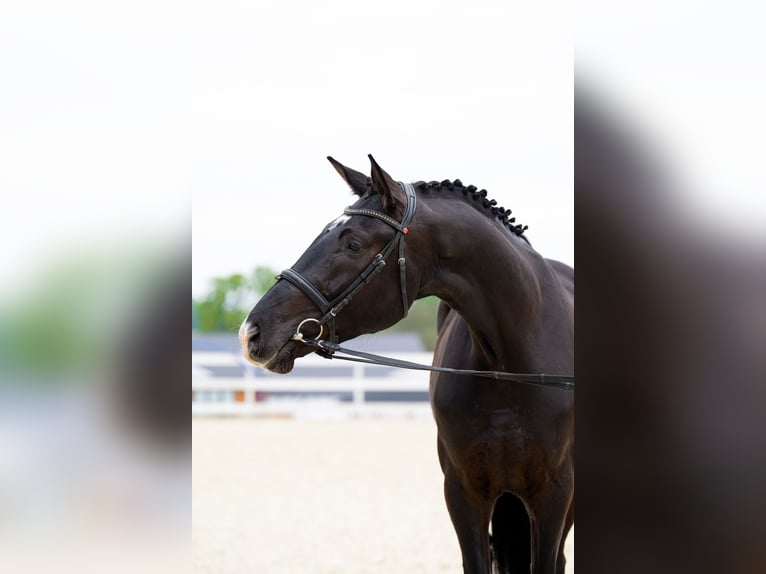 Polski koń sportowy Wałach 4 lat 174 cm Kara in Görlitz