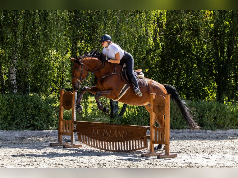 Polski koń sportowy Wałach 4 lat 176 cm Gniada in Kicin