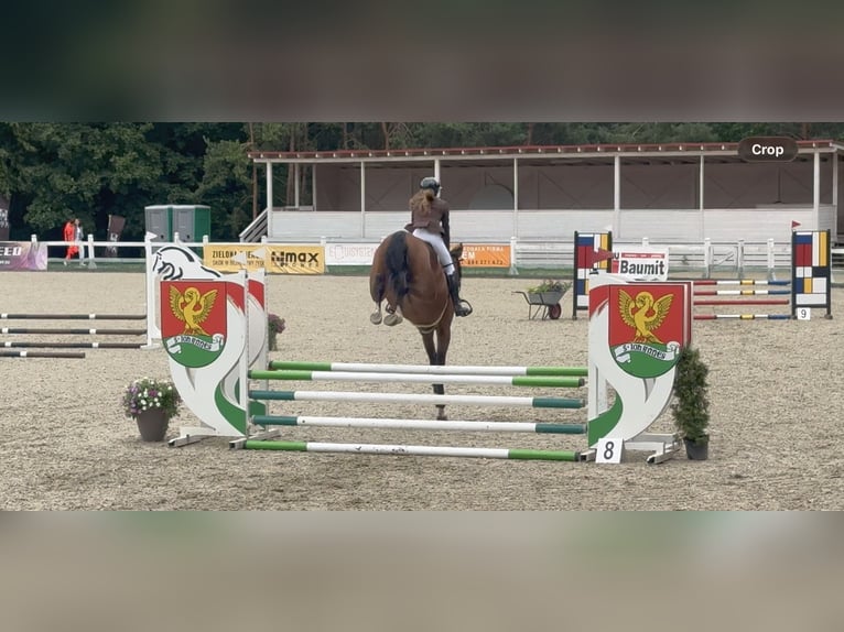 Polski koń sportowy Wałach 4 lat Gniada in Gdańsk