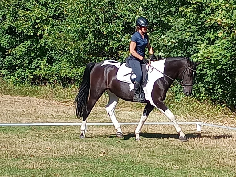 Polski koń sportowy Wałach 5 lat 160 cm Srokata in LESZNO DOLNE