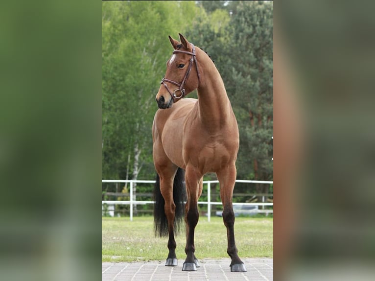 Polski koń sportowy Wałach 5 lat 165 cm Gniada in Michałów Górny