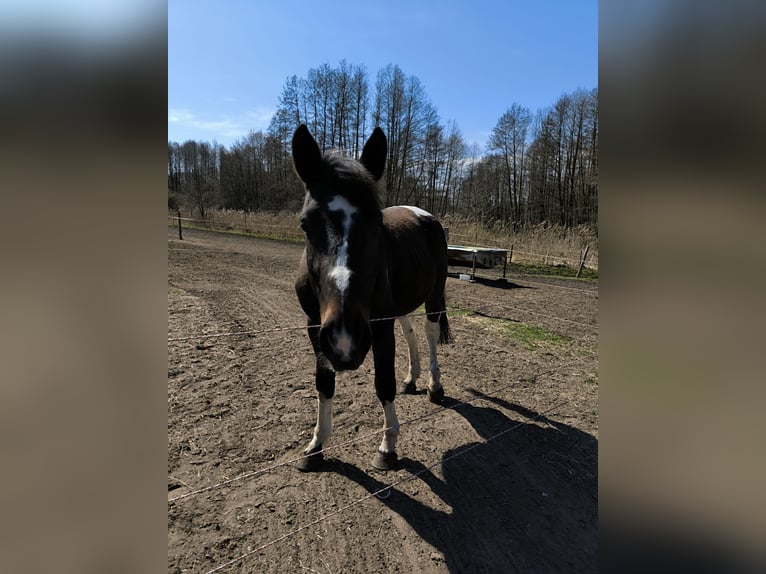 Polski koń sportowy Wałach 5 lat 165 cm Srokata in Ziesar