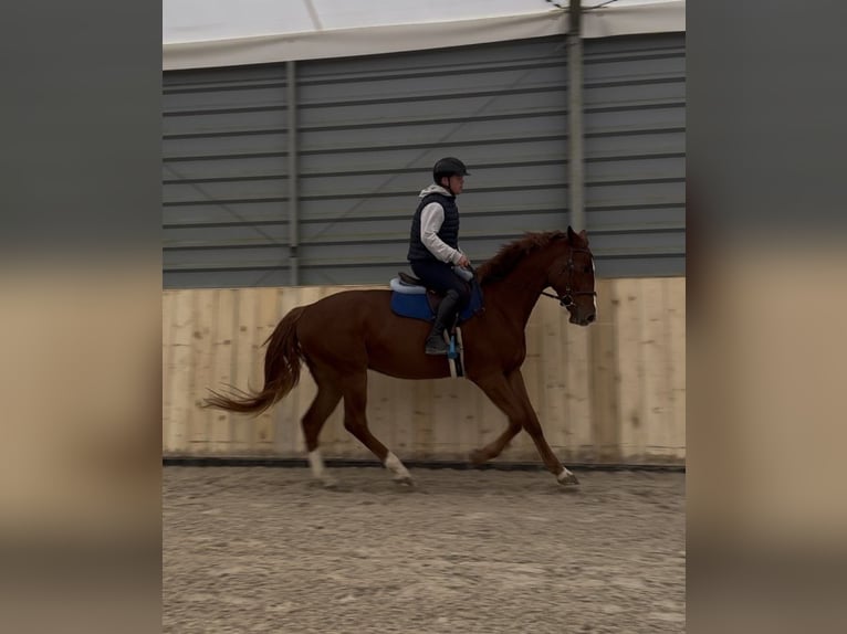 Polski koń sportowy Wałach 5 lat 167 cm Kasztanowata in Raciborowice Górne