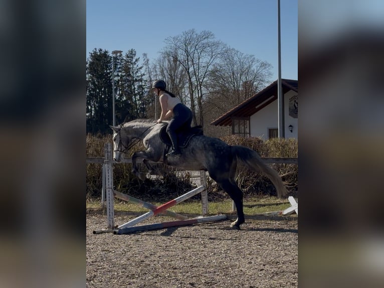 Polski koń sportowy Wałach 5 lat 169 cm Siwa jabłkowita in Dorfen