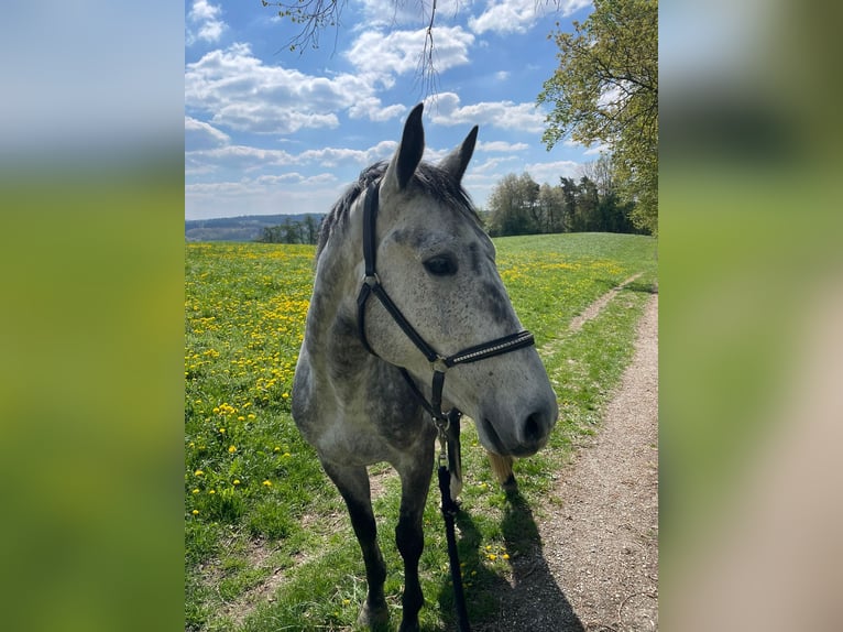 Polski koń sportowy Wałach 5 lat 170 cm Siwa jabłkowita in Töging