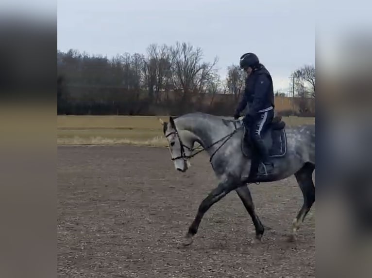 Polski koń sportowy Wałach 5 lat 170 cm Siwa jabłkowita in Töging