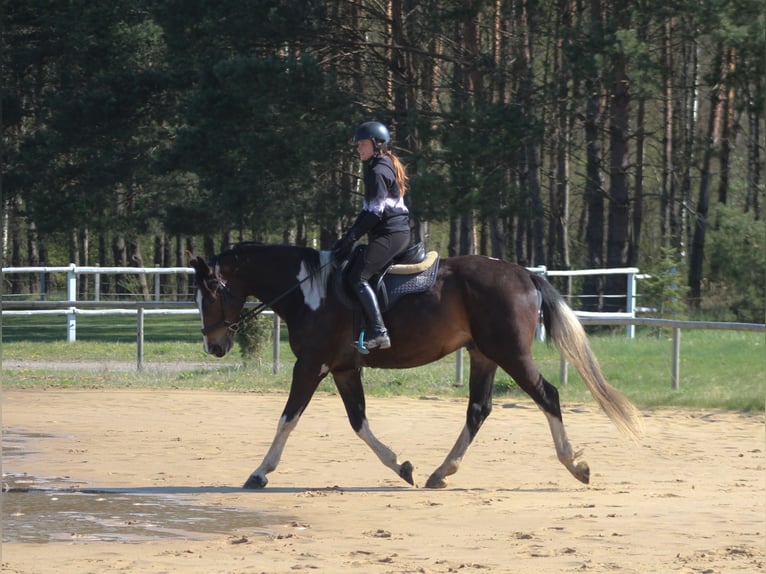 Polski koń sportowy Wałach 5 lat 170 cm Srokata in Santok