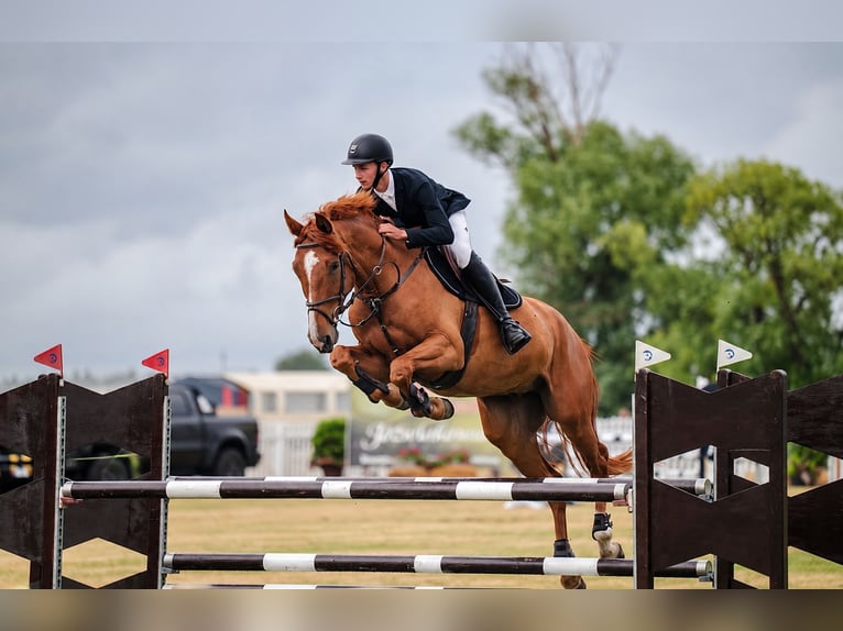 Polski koń sportowy Wałach 5 lat 172 cm Kasztanowata in Żnin