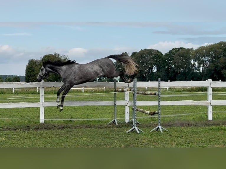 Polski koń sportowy Wałach 5 lat 174 cm Siwa in Santok