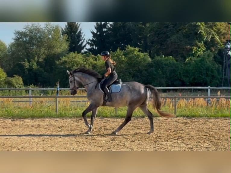 Polski koń sportowy Wałach 5 lat 174 cm Siwa in Santok