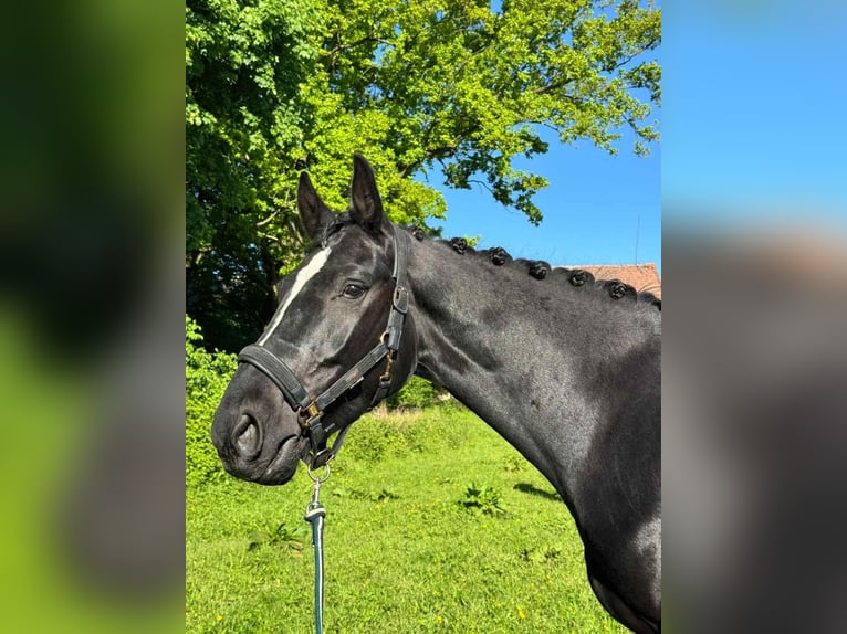 Polski koń sportowy Wałach 5 lat 175 cm Kara in Borówki