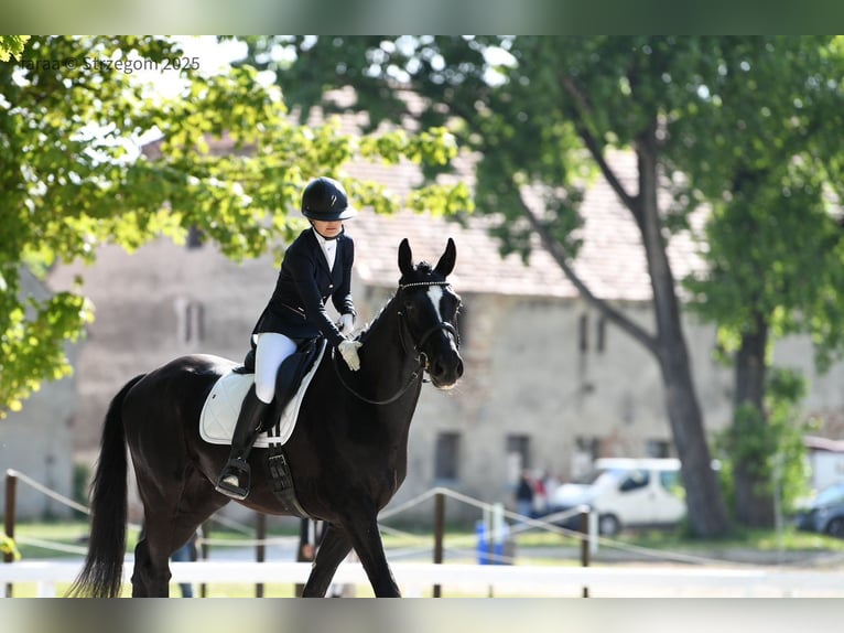 Polski koń sportowy Wałach 5 lat 175 cm Kara in Borówki