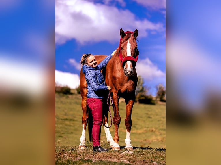 Polski koń sportowy Wałach 5 lat 175 cm Kasztanowata in Lutomia G&#xF3;rna