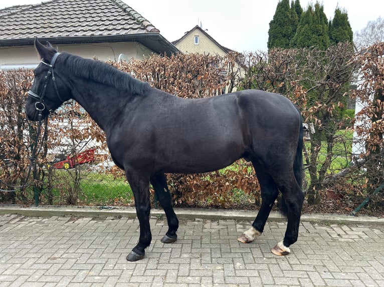Polski koń sportowy Wałach 6 lat 167 cm Kara in EinbeckEinbeck
