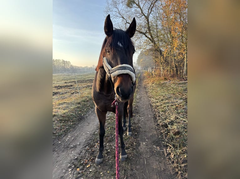 Polski koń sportowy Wałach 6 lat 168 cm Ciemnogniada in Skrzeszew