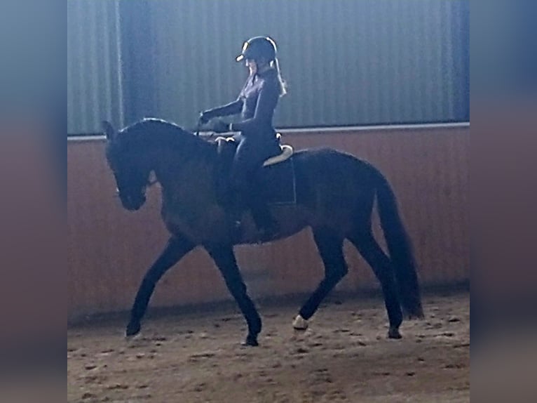 Polski koń sportowy Wałach 7 lat 160 cm Kara in Forst