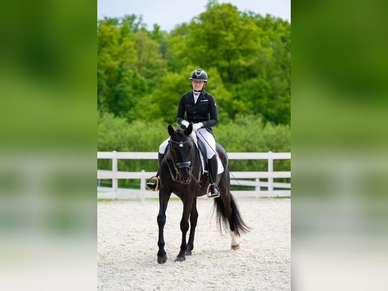 Polski koń sportowy Wałach 7 lat 160 cm Kara in Forst