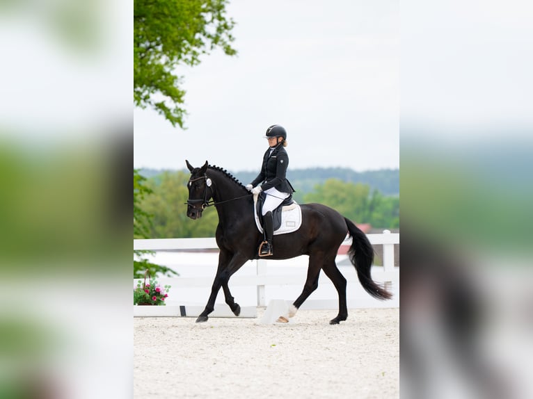 Polski koń sportowy Wałach 7 lat 160 cm Kara in Forst