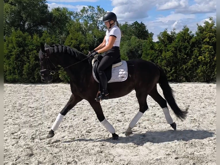 Polski koń sportowy Wałach 7 lat 160 cm Kara in Forst