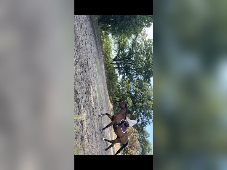 Polski koń sportowy Wałach 7 lat 164 cm Gniada in Zossen