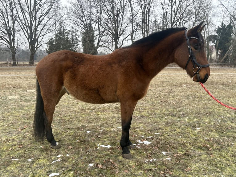 Polski koń sportowy Wałach 7 lat 164 cm Gniada in Zossen