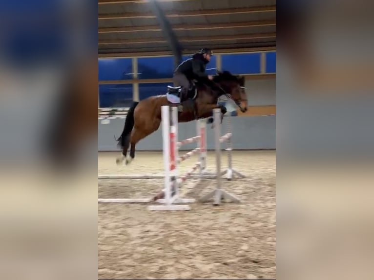 Polski koń sportowy Wałach 7 lat 168 cm Gniada in Papenhagen