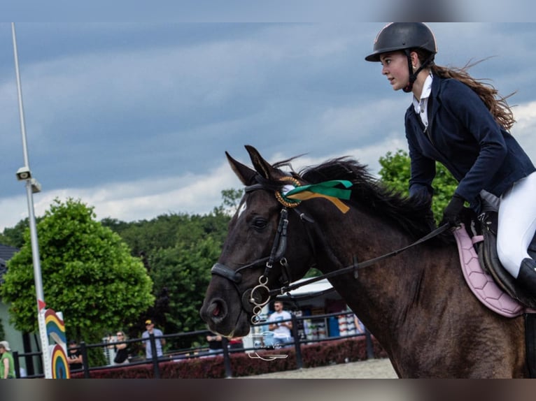 Polski koń sportowy Wałach 7 lat 170 cm Kara in Bierawa