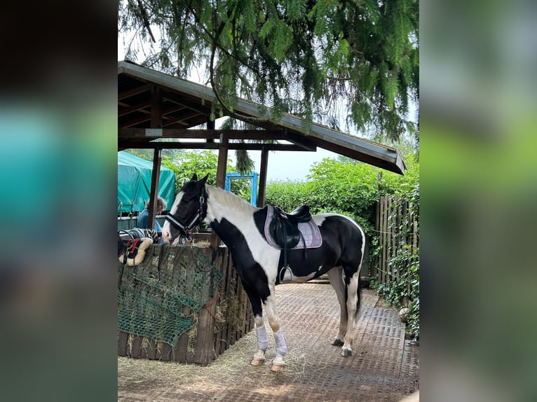 Polski koń sportowy Wałach 7 lat 170 cm Srokata in Bückeburg Evesen