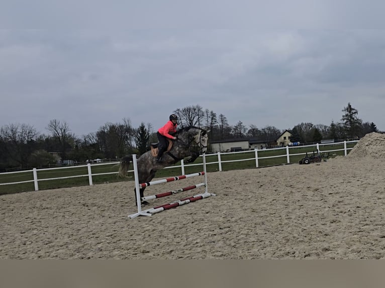 Polski koń sportowy Wałach 7 lat 171 cm Siwa in Cieszyn