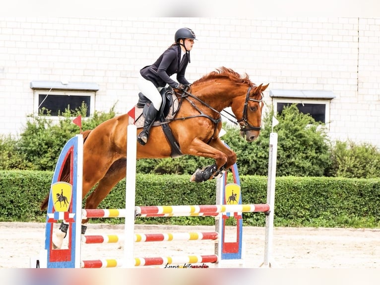 Polski koń sportowy Wałach 7 lat 175 cm Kasztanowata in Zatory